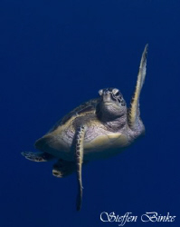 Ninja Turtle! by Steffen Binke 